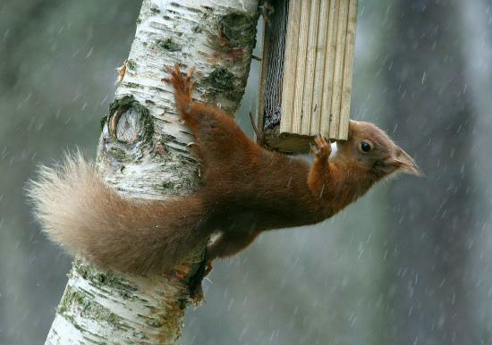 Red Squirrel <i>Sciurus vulgaris</i>